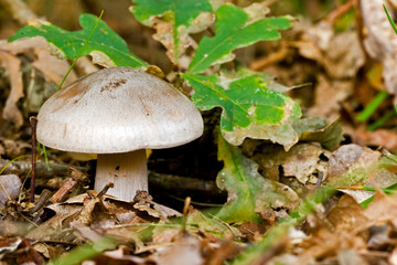 Fungi, mushrooms in a forest