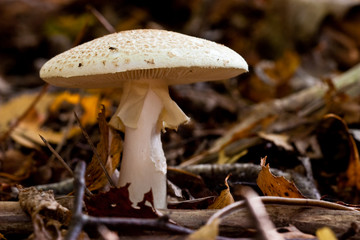 Fungi, mushrooms in a forest