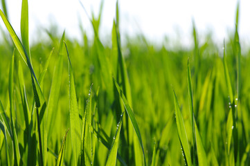 Obraz premium Beautiful green lawn