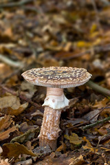 Fungi, mushrooms in a forest