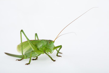Tettigonia cantans - Zwitscherschrecke