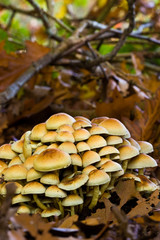 Fungi, mushrooms in a forest