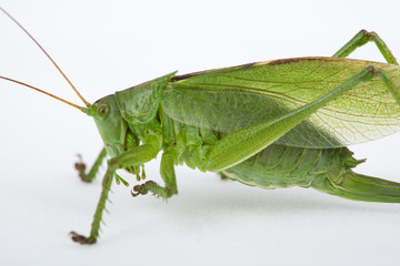 Tettigonia cantans - Zwitscherschrecke