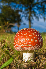 Fungi, mushrooms in a forest