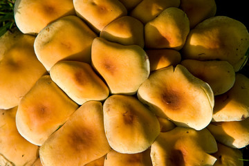 Fungi, mushrooms in a forest