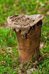 Fungi, mushrooms in a forest
