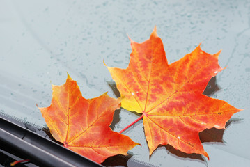 Autumn maple leaf