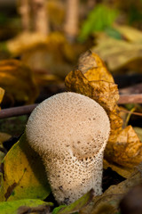 Fungi, mushrooms in a forest