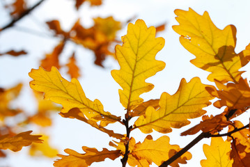 Autumn oak leaves