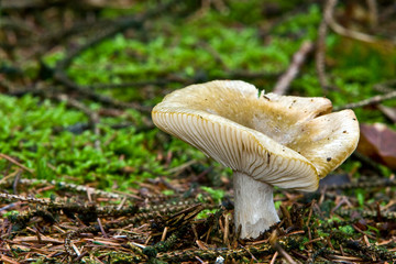 Fungi, mushrooms in a forest