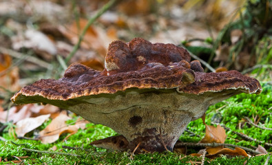 Fungi, mushrooms in a forest