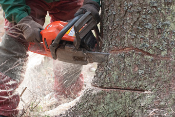 Forstarbeiter beim Baumf&auml;llen