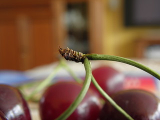 Gałązka od wisienki © Tomasz Sergej