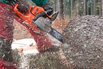 Forstarbeiter beim Baumfällen
