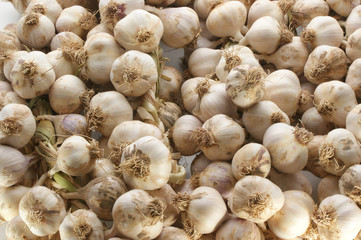 Knoblauchzehen nach der Ernte