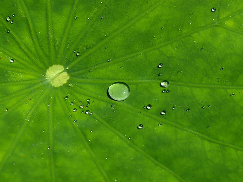lotus et gouttes d'eau