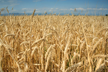 Grain field