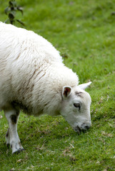 Fototapeta premium close up of sheep eating short green grass