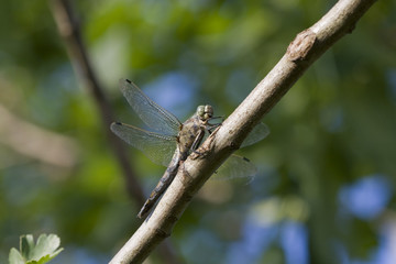 libelle