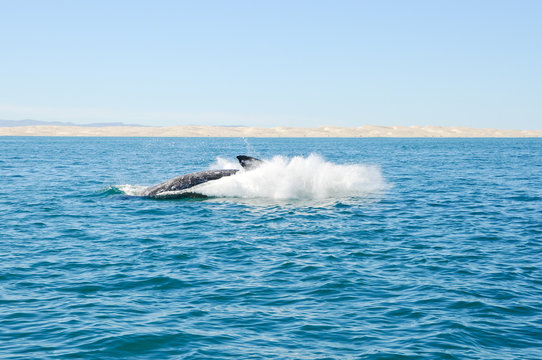 Grauwal Whale Watching