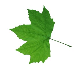leaf of clon