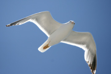 Gull-wing to fly open