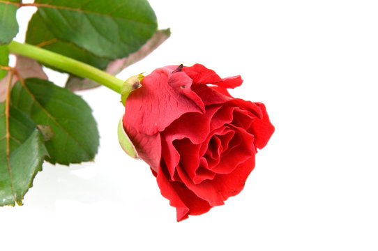 Single red rose with green leaves