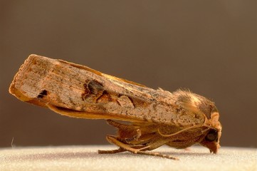moth
