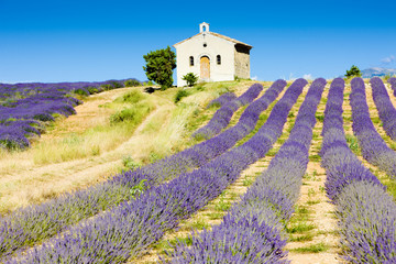 Plateau de Valensole, Provence, France