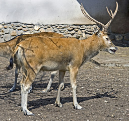 Cerf du père David 2