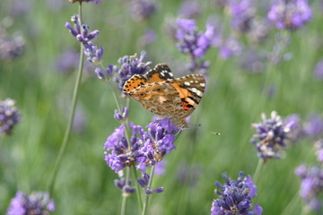 butterfly