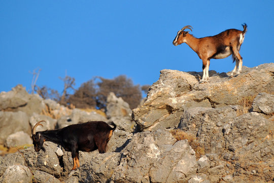 wild goats