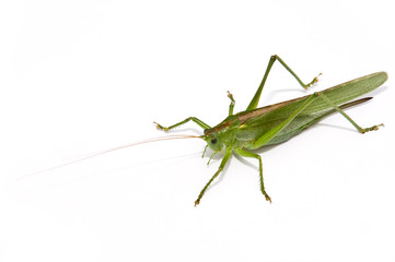 Grasshopper frontal