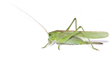 Grasshopper side view