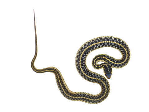 Garter snake on white background