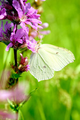 White butterfly on a rose flower drinks nectar