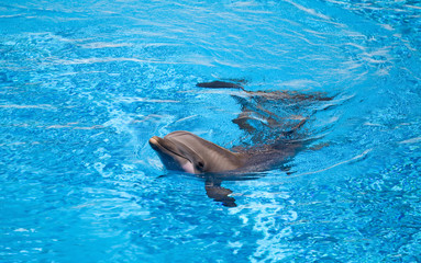 dolphin © olga demchishina