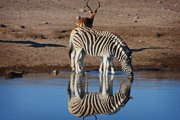 Drinking Zebras