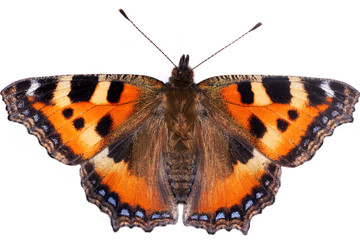 Fototapeta na wymiar butterfly Aglais urticae