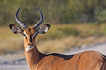 Schwarznasenimpala