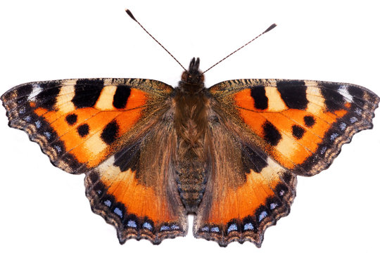 butterfly  Aglais urticae