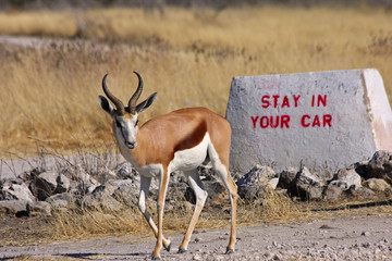 Stay in your Car