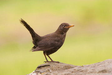 Common Blackbird