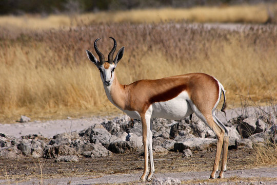 Springbock