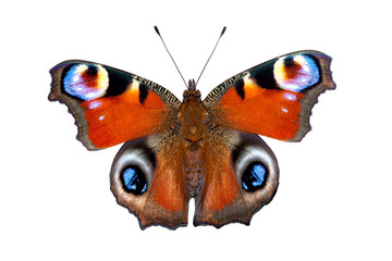 Fototapeta premium Emperor moth (Inachis io)