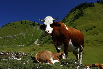 Fototapeta na wymiar vache et son petit