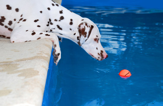 Dalmatiner fischt Ball