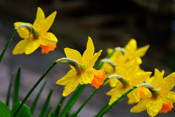 Yellow daffodils with dark mixed background