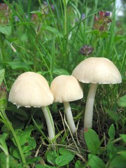 Champignons dans le jardin