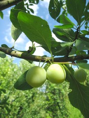 Mirabelles pas mûres